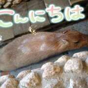 ヒメ日記 2026/04/23 11:11 投稿 みい 西東京市小平ちゃんこ