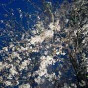 ヒメ日記 2025/04/01 16:41 投稿 はる 西東京市小平ちゃんこ