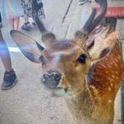 ヒメ日記 2025/07/30 17:28 投稿 はる 西東京市小平ちゃんこ