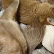 ヒメ日記 2025/11/13 05:18 投稿 はる 西東京市小平ちゃんこ