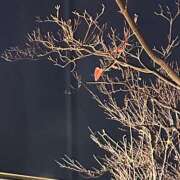 ヒメ日記 2026/01/02 12:37 投稿 はる 西東京市小平ちゃんこ