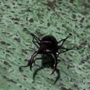 ヒメ日記 2025/06/25 18:13 投稿 もえの 西東京市小平ちゃんこ