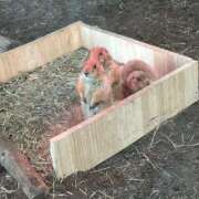 ヒメ日記 2026/01/29 23:46 投稿 もえの 西東京市小平ちゃんこ