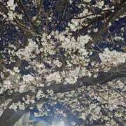 ヒメ日記 2025/03/30 17:07 投稿 よもぎ 風神会館新宿店