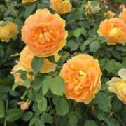 ヒメ日記 2025/04/02 04:36 投稿 ふみか プールサイド新橋店