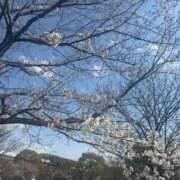 ヒメ日記 2025/03/30 18:16 投稿 なえなえ イクイクサークル鶯谷店