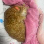 ヒメ日記 2026/02/22 11:16 投稿 なえなえ イクイクサークル鶯谷店