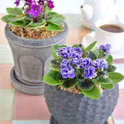 ヒメ日記 2025/03/26 16:10 投稿 永瀬冬子 ミセス・レヴォアール～再会～