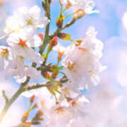 ヒメ日記 2025/03/30 09:30 投稿 永瀬冬子 ミセス・レヴォアール～再会～