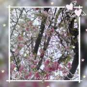 ヒメ日記 2025/04/03 11:24 投稿 永瀬冬子 ミセス・レヴォアール～再会～