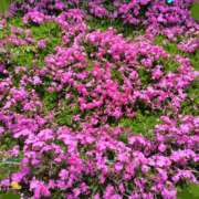 ヒメ日記 2025/04/14 07:24 投稿 永瀬冬子 ミセス・レヴォアール～再会～