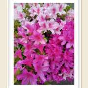 ヒメ日記 2025/04/26 10:49 投稿 永瀬冬子 ミセス・レヴォアール～再会～