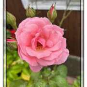 ヒメ日記 2025/06/19 22:13 投稿 永瀬冬子 ミセス・レヴォアール～再会～