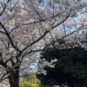 ヒメ日記 2025/04/11 18:15 投稿 七瀬こはる(ななせこはる) 鶯谷ナンバーワン