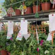 ヒメ日記 2025/07/07 09:20 投稿 七瀬こはる(ななせこはる) 鶯谷ナンバーワン