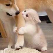 ヒメ日記 2025/08/21 23:56 投稿 せいら 西川口マーメイド