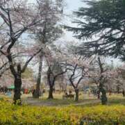 ヒメ日記 2025/04/12 20:04 投稿 まいな　奥様 SUTEKIな奥様は好きですか?