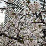 ヒメ日記 2025/04/03 10:03 投稿 今井 まこと（体験） 人妻の雫　福山店