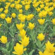 ヒメ日記 2025/04/29 10:07 投稿 みゆき 渋谷くいーんず