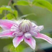 ヒメ日記 2025/04/19 17:46 投稿 橘（タチバナ） アバンチュール(五反田)