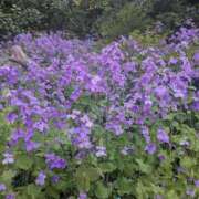 ヒメ日記 2025/04/22 20:46 投稿 橘（タチバナ） アバンチュール(五反田)