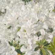 ヒメ日記 2025/04/30 17:46 投稿 橘（タチバナ） アバンチュール(五反田)