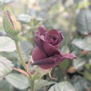 ヒメ日記 2025/05/08 12:46 投稿 橘（タチバナ） アバンチュール(五反田)