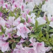 ヒメ日記 2025/05/09 13:16 投稿 橘（タチバナ） アバンチュール(五反田)