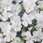 ヒメ日記 2025/05/11 11:46 投稿 橘（タチバナ） アバンチュール(五反田)