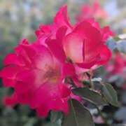 ヒメ日記 2025/05/16 11:46 投稿 橘（タチバナ） アバンチュール(五反田)