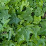 ヒメ日記 2025/05/17 11:47 投稿 橘（タチバナ） アバンチュール(五反田)