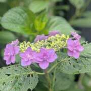 ヒメ日記 2025/05/26 13:01 投稿 橘（タチバナ） アバンチュール(五反田)