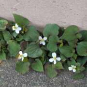 ヒメ日記 2025/06/01 11:46 投稿 橘（タチバナ） アバンチュール(五反田)