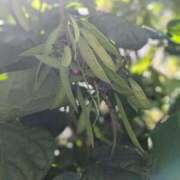 ヒメ日記 2025/06/06 11:46 投稿 橘（タチバナ） アバンチュール(五反田)