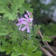 ヒメ日記 2025/06/25 17:46 投稿 橘（タチバナ） アバンチュール(五反田)