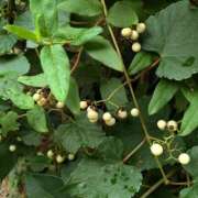 ヒメ日記 2025/10/22 17:46 投稿 橘（タチバナ） アバンチュール(五反田)