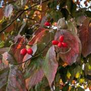 ヒメ日記 2025/10/29 21:46 投稿 橘（タチバナ） アバンチュール(五反田)