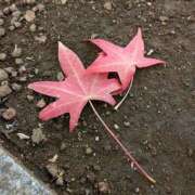 ヒメ日記 2025/11/03 21:46 投稿 橘（タチバナ） アバンチュール(五反田)