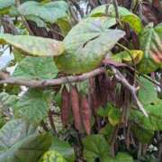 ヒメ日記 2025/11/14 11:46 投稿 橘（タチバナ） アバンチュール(五反田)