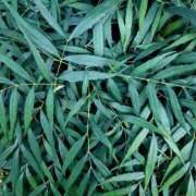 ヒメ日記 2025/11/16 11:46 投稿 橘（タチバナ） アバンチュール(五反田)