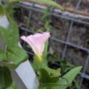 ヒメ日記 2025/11/26 10:46 投稿 橘（タチバナ） アバンチュール(五反田)