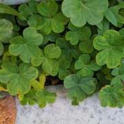 橘（タチバナ） 小さな愛おしいものたち? アバンチュール(五反田)