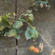 ヒメ日記 2025/12/13 11:46 投稿 橘（タチバナ） アバンチュール(五反田)