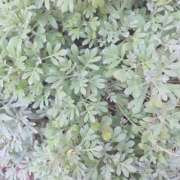 ヒメ日記 2026/01/02 15:01 投稿 橘（タチバナ） アバンチュール(五反田)