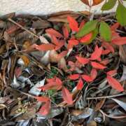 ヒメ日記 2026/01/11 11:46 投稿 橘（タチバナ） アバンチュール(五反田)