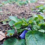 橘（タチバナ） 喜びたい? アバンチュール(五反田)