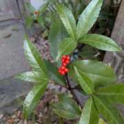 ヒメ日記 2026/01/28 11:46 投稿 橘（タチバナ） アバンチュール(五反田)