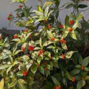 ヒメ日記 2026/02/09 21:46 投稿 橘（タチバナ） アバンチュール(五反田)