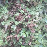 ヒメ日記 2026/02/27 11:46 投稿 橘（タチバナ） アバンチュール(五反田)