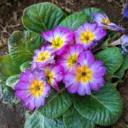 ヒメ日記 2026/03/21 11:46 投稿 橘（タチバナ） アバンチュール(五反田)